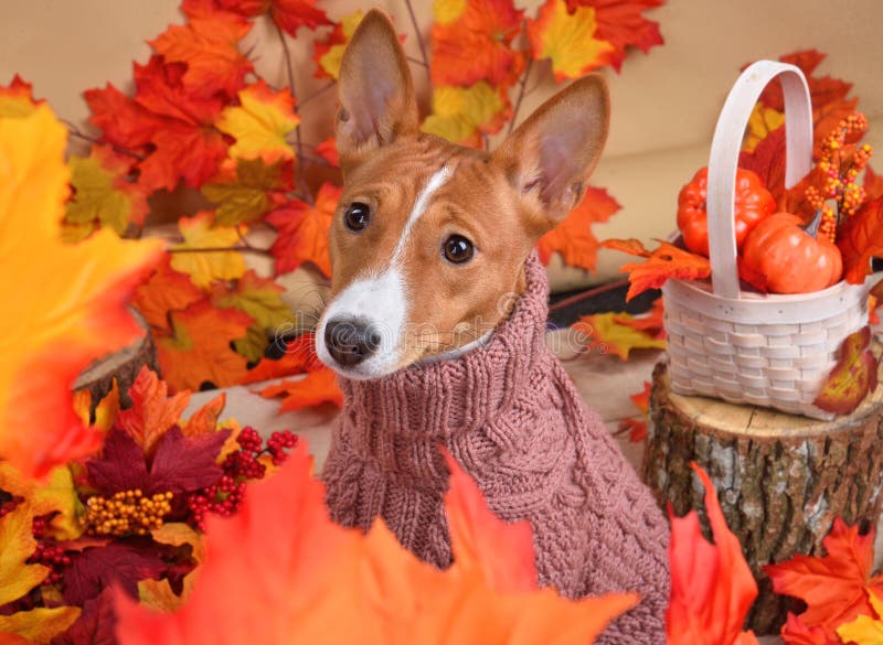 FALL